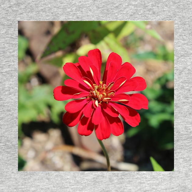 Single Red Flower by Cynthia48